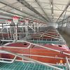 Farrowing Crate