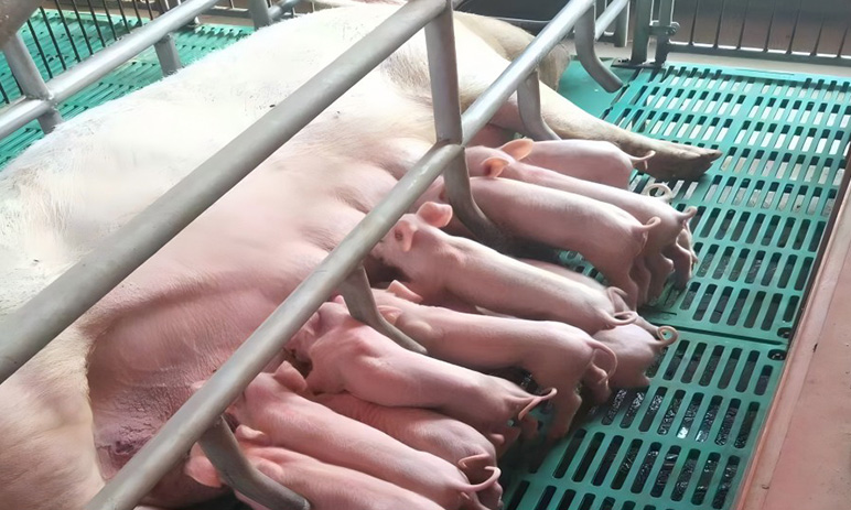 Wu 'an City Jun Hao Breeding 10,000 Sows Project