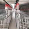 Gestation Crate