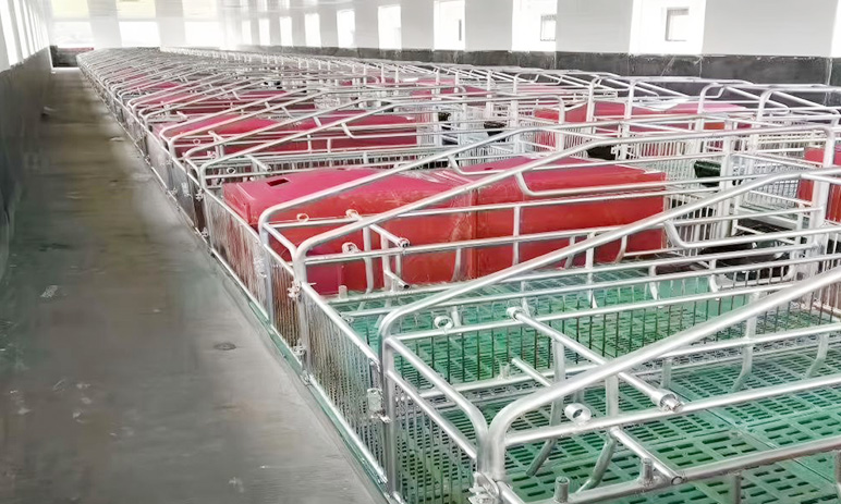 African Gestation Sows Farm Project